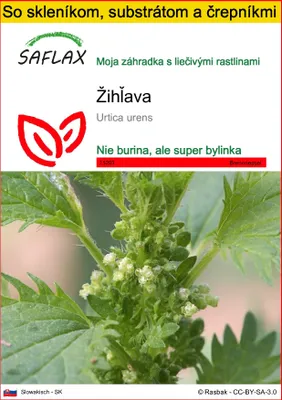 Obrázok produktu pre SAFLAX Kultivačný set - žihľava - Urtica urens - 150 Semená - S mini skleníkom, pestovateľským substrátom a 2 črepníkmi