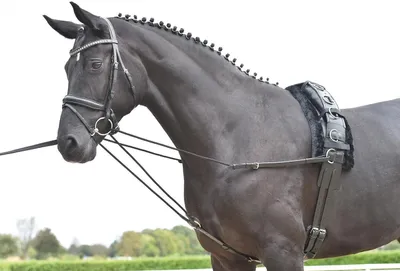Produktbild von Busse Dreieckszügel Basic-Kordel, schwarz, Wiener Zügel , Größe Pferd:Pony
