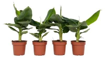 Productafbeelding van Set van 4 Tropische Bananenplanten Musa Oriental Dwarf