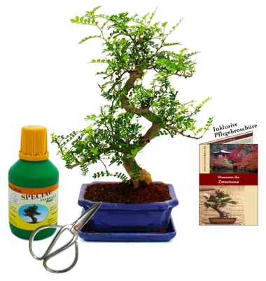 Produktbild von Bonsai - Zanthoxylum piperitum - ca. 8 Jahre - Geschenkset mit Dünger und Schere