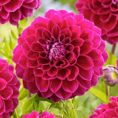 Produktbild von Dahlie Knolle Blüten Sommerblumen Herbstblumen Ball-Dahlie Jowey Marylin 1 St.