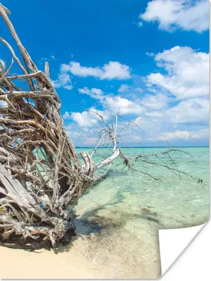 Produktbild von MuchoWow® Poster Strand - Äste - Tropisch - Meer 60x80 cm - Schlafzimmer Dekoration