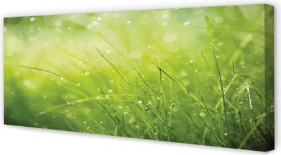 Produktbild von Leinwandbild 125x50 Wandkunst Gras Tautropfen