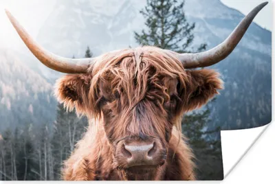 Produktbild von MuchoWow® Poster Schottischer Highlander - Berge - Porträt 30x20 cm - Plakate - Print
