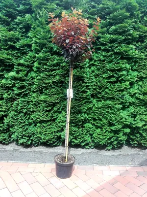 Produktbild von Prunus cistena, Zwerg-Blutpflaume auf Stamm, Gesamthöhe: 170-180 cm