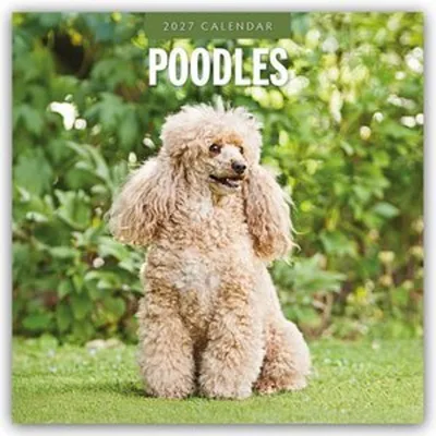 Produktbild von Poodles - Pudel 2027 - 16-Monatskalender