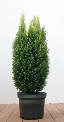 Produktbild von Chamaecyparis lawsoniana 'Snow White', Scheinzypresse, 50–60 cm