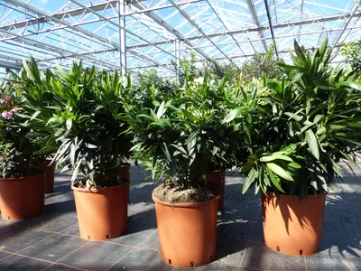 Produktbild von Oleander  80 - 100 cm Busch Nerium Krone Ø60 cm Rosenlorbeer Premium rot, rosa oder weiß