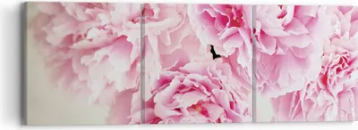 Produktbild von Bild auf Leinwand - Leinwandbild - 3 Teile - Pfingstrosen Blumenstrauß Blumen - 90x30cm - Wand Bild - Wanddeko - Wandbilder - Leinwanddruck - Bilder - Wanddekoration - Leinwand bilder - CA90x30-4961