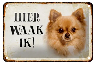 Produktbild von Blechschild Spruch 18x12cm holländisch Hier Waak ik Chihuahua Dekoration