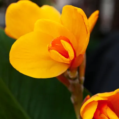 Immagine prodotto di Canna Kanna Paciorecznik Chocolate Sunrise 1 pz. piantine di canna