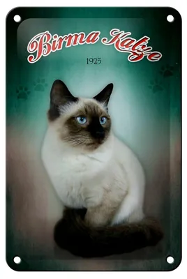 Produktbild von Blechschild Katze 12x18cm Birma Katze 1925 Wanddeko