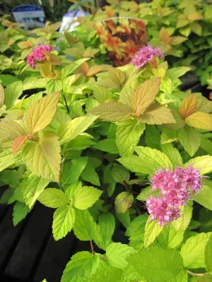 Produktbild von Zwergspiere Magic Carpet Walbuma - Spiraea japonica - 20-30cm