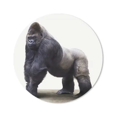 Produktbild von MuchoWow® Mauspad Mousepad Gorilla - Tiere - Jungen - Mädchen - Kinder 30x30 cm - Mousepads - Maus Mat - Pad - Mausunterlage - Tischunterlage - Schreibtischmatten