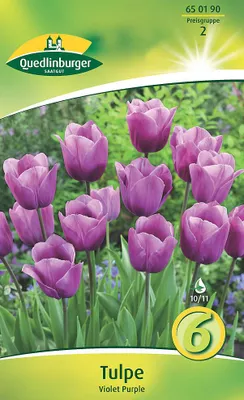 Artikelbild 2 von 'Tulpe Purple (6 Stück)' aus der Kategorie Tulpenzwiebeln