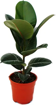 Produktbild von Gummibaum - Ficus elastica "Robusta" - 17cm Topf