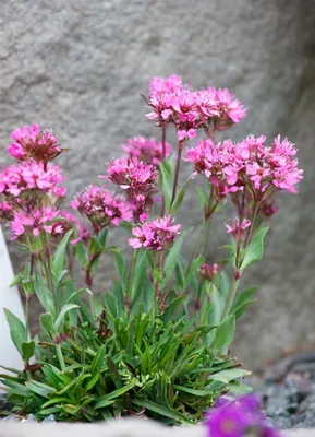 Produktbild von Lychnis alpina, Alpen-Leimkraut, rosa Blüten, ca. 9x9 cm Topf