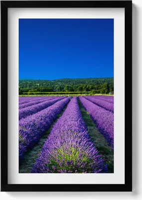Produktbild von Lavendelfeld in der Provence– Wandbild mit Rahmen – Gerahmtes Bild  – Wanddekoration – 40x60 cm –  Schwarz