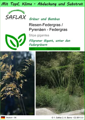 Produktbild von SAFLAX Garden to go - Riesen-Federgras / Pyrenäen - Federgras - Stipa gigantea - 10 Samen - Mit Topf, Klima - Deckel und Anzuchtsubstrat