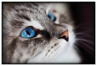 Produktbild von Wallario Küchenrückwand selbstklebend, Größe: 90 x 60 cm, Motiv: Katze mit strahlend blauen Augen | Spritzschutz | abwischbar | pflegeleicht | in