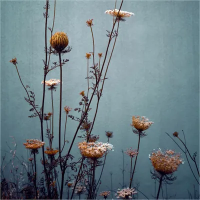 Produktbild von Wallario Magnet für Kühlschrank / Geschirrspüler, magnetisch haftende Folie - 60 x 60 cm, Motiv: Filigrane Wildblumen