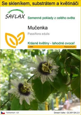Obrázek produktu pro SAFLAX Kultivační sada - mučenka - Passiflora edulis - 40 Semena - S mini skleníkem, pěstebním substrátem a 2 květináči