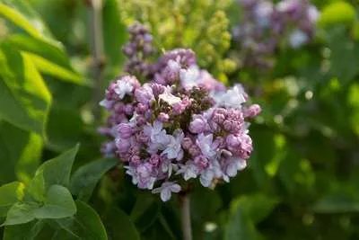 Obrázok produktu pre Syringa vulg. 'And. An Ludwig Späth' - Šeřík 60- 70 cm - Kontajner