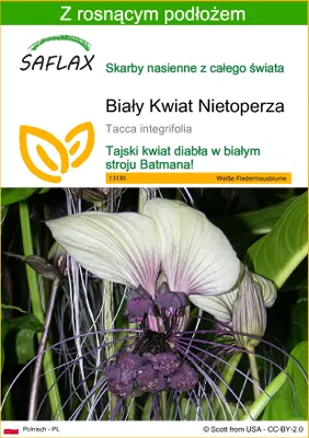 Zdjęcie produktu dla SAFLAX - Biały Kwiat Nietoperza - 10 Nasiona - Z podłożem uprawowym wolnym od zarazków - Tacca integrifolia