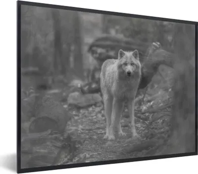 Produktbild von MuchoWow® MuchoWow® Gerahmtes Poster Weißer Wolf im Wald in Schwarz und Weiß 40x30 cm - Poster mit zchwarzem Bilderrahmen - Kunstposter - Wanddekorationen