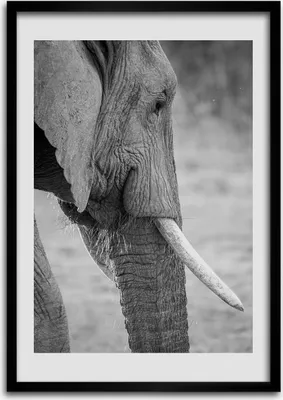 Produktbild von Bild - Bilderrahmen - Foto - 70 cm x 100 cm - MDF - Rahmen - Wandkunst - Elefant