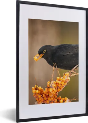 Produktbild von MuchoWow® Gerahmtes Poster Vogel - Amsel - Winter - Eis - Beere 40x60 cm - Poster mit Schwarzem Bilderrahmen Wandposter Rahmen Foto Bilder - Poster in Rahmen