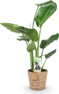 Immagine prodotto di Strelitzia Nicolai 70-90 cm, 17 cm, con vaso, con grandi fiori, facile da curare