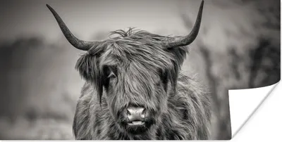 Produktbild von MuchoWow® Poster Schottischer Highlander - Schwarz und Weiß 160x80 cm - Foto Poster