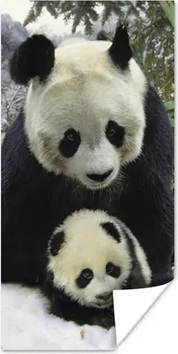 Produktbild von MuchoWow® Poster Panda - Jungtier - Schnee 60x120 cm - Wandschmuck