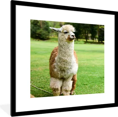 Produktbild von MuchoWow® Gerahmtes Poster Alpaka - Weiß - Braun - Baum 40x40 cm - Poster mit Schwarzem Bilderrahmen Wandposter Rahmen Foto Bilder - Poster - Plakat im Rahmen