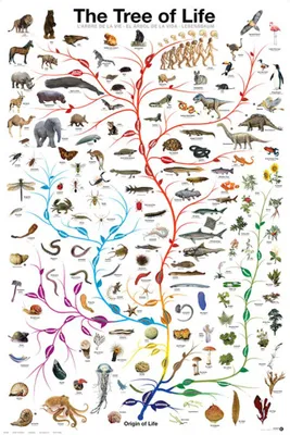 Obrázek produktu pro Vzdělávací strom života - Tree of Life Education Learning Poster Print 61x91,5