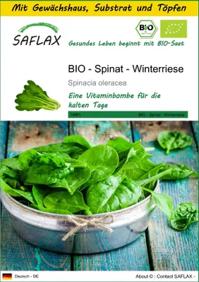 Produktbild von SAFLAX Anzucht Set - BIO - Spinat - Winterriese - Spinacia oleracea - 250 Samen - Mit Mini-Gewächshaus, Anzuchtsubstrat und 2 Töpfen