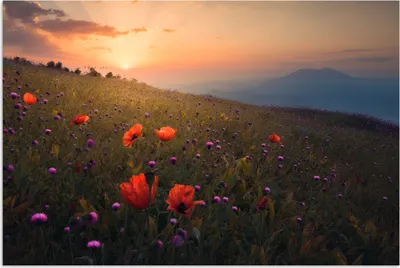 Produktbild von MuchoWow® Poster Blumenfeld - Gras - Blumen - Pflanzen - Sonnenuntergang - Orange 30x20 cm - Plakate - Print