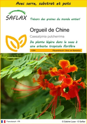 Image de SAFLAX Ensemble de culture - Orgueil de Chine - 10 graines - Caesalpinia