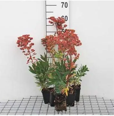 Image de 6 x Euphorbia martinii - euphorbe - pot 9 x 9 cm