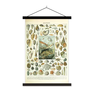 Produktbild von MuchoWow® Textilposter Meerestiere - Muschel - Vintage - Meer - Adolphe Millot 60x90 cm mit schwarzem Rahmen - Poster Wohnzimmer