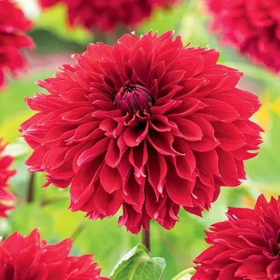 Obrázok produktu pre Dekoratívna Dahlia Red Fubuki 1 kus Sadenice Dahlia veľké hľuzy