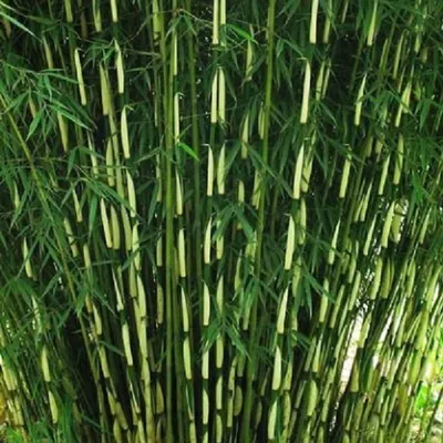 Produktbild von Vysoký živý plot z bambusu - Fargesia robusta 'Pingwu' - 60- 80 cm nádoba