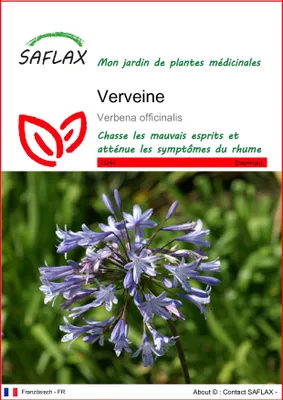 Image de SAFLAX  - Verveine - 250 graines - Verbena