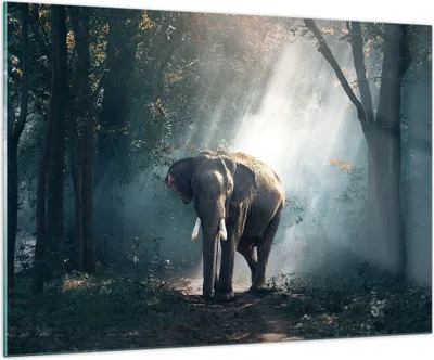 Produktbild von Bilder auf glas - elefant natur - 100x70cm - Glasbilder - Wandbilder - Kunstdruck - zum Aufhängen bereit - Wanddekoration aus Glas - Glas Bilder - Wandbild auf Glas - Einteilig - GAA100x70-3972