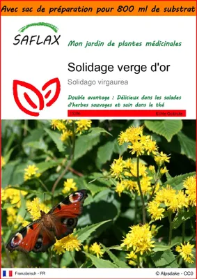 Image de SAFLAX Garden in the bag - Solidage verge d'or - 100 graines - Solidago