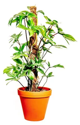 Produktbild von Gardner's Philodendron pedatum mit Kokosfasersäule, Durchmesser 21 cm