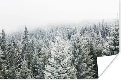 Produktbild von MuchoWow® Poster Wald - Schnee - Winter - Jahreszeiten - Tannenbaum 60x40 cm - Schlafzimmerdekoration