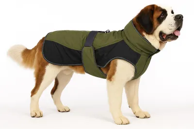 Produktbild von Flamingo Hundemantel Winter – Eisberg Kaki & Dunkelblau – 80cm – warm & modisch