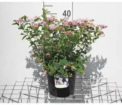 Zdjęcie produktu dla Spiraea jap. 'Little Princess' - Bridal spirea 25-30 cm - Pojemnik